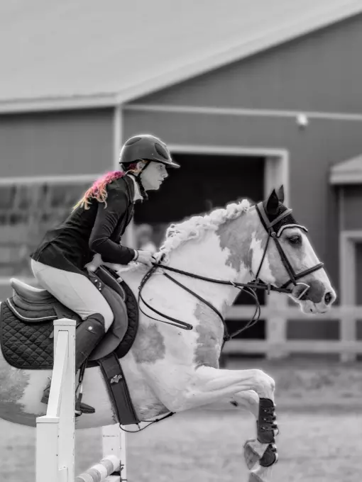Regional Dressage and Show Jumping